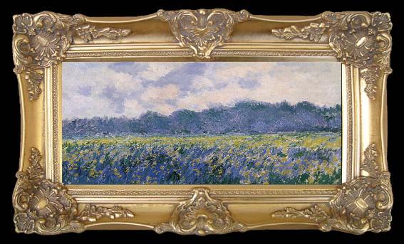 framed  Claude Monet Field of Irses at Giverny, TA216